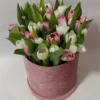Blush Tulip Bloom