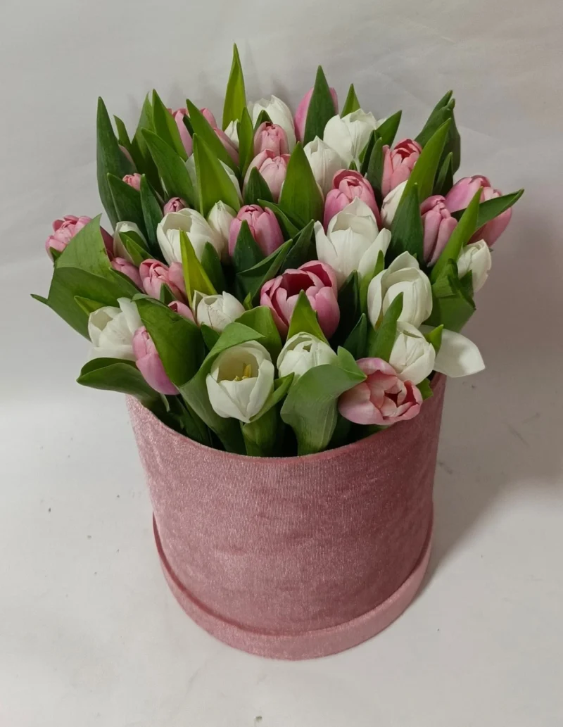 Blush Tulip Bloom